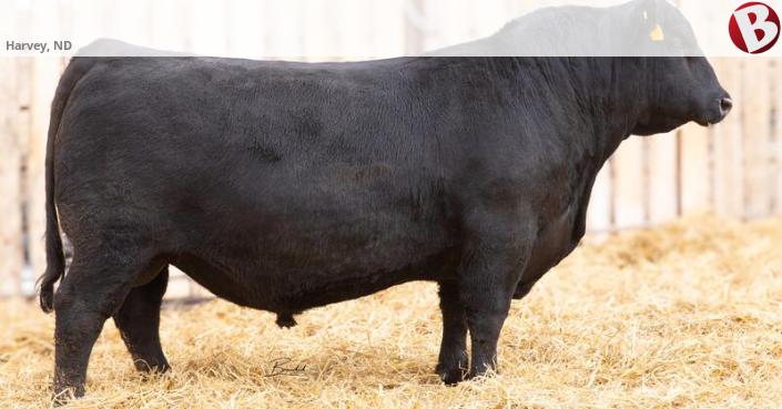 Rwr Angus Ranch RWR Registered Black Angus Bulls | Harvey, ND