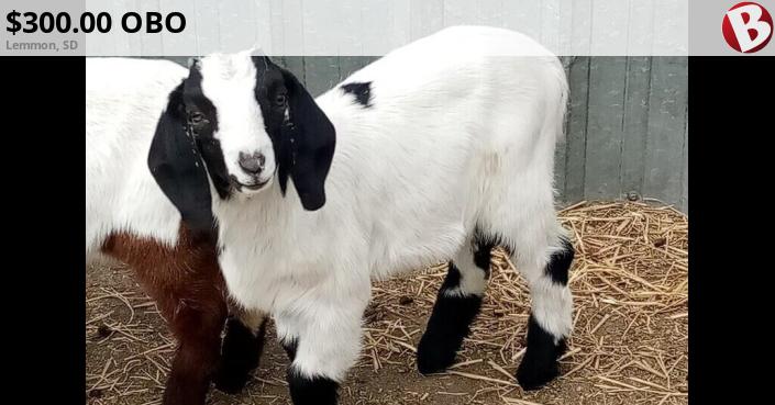 Two 2/2025 Fancy Billy Goats Ready for new Home. | Lemmon, SD