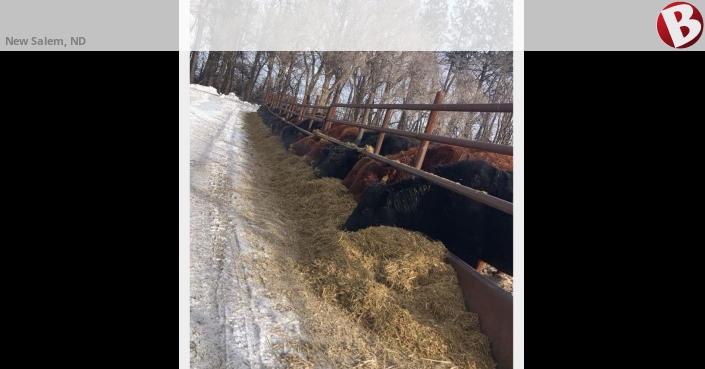 ISO cows/bred heifers to feed | New Salem, ND
