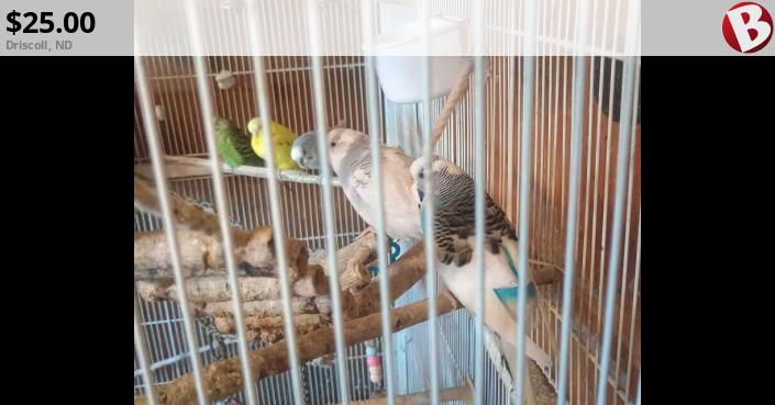 Hand raised Parakeets | Driscoll, ND