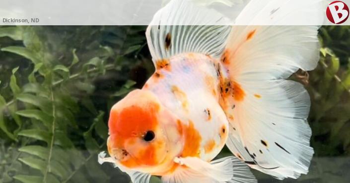 WANTED: FANCY GOLDFISH | Dickinson, ND