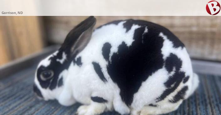 Mini Rex rabbits - blue, otter, black, broken, castor, lilac | Garrison, ND