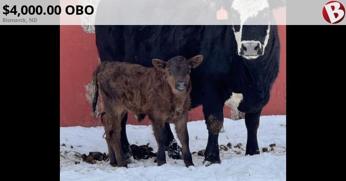 4 year old gentle cow with week old healthy bull calf at side ...