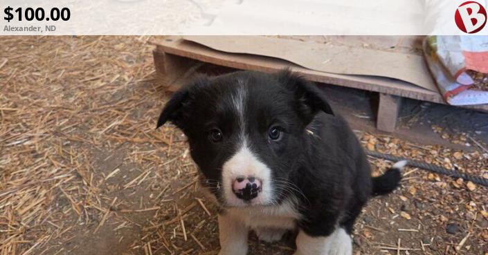 Border Collie male puppies, 8 weeks old and ready for homes ...
