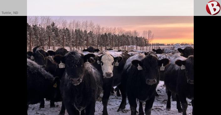 Tuttle Nd Raised right Bred Heifers for sale | Tuttle, ND