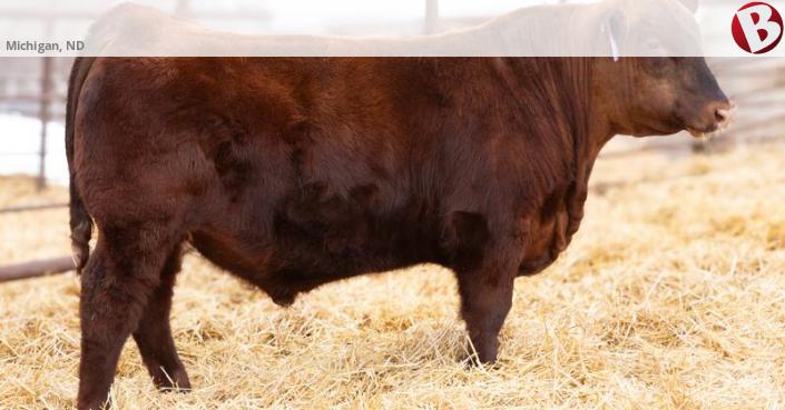 Registered Red Angus Bulls and pairs sell on DVAuction March 12-14 ...