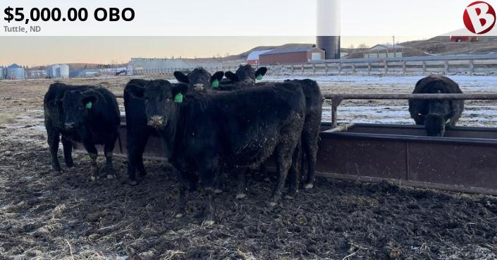 Tuttle Nd F1 Simmental/Angus Hfrs | Tuttle, ND