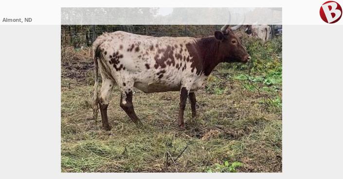 ISO: Bred Corriente heifers or young cows. | Almont, ND