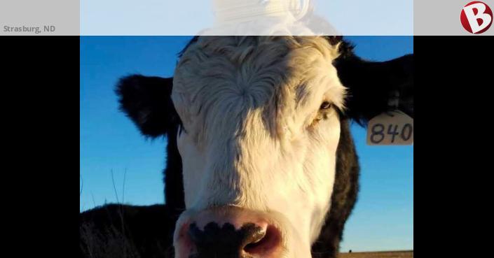ISO docile cows or heifers | Strasburg, ND